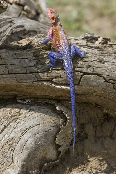 Kenya Colorful African lizard on log